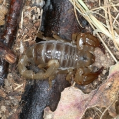 Urodacus manicatus (Black Rock Scorpion) at Paddys River, ACT - 12 Jan 2022 by jb2602