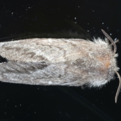 Pernattia pusilla (She-Oak Moth) at Ainslie, ACT - 10 Jan 2022 by jb2602