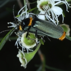 Chauliognathus lugubris (Plague Soldier Beetle) at Paddys River, ACT - 12 Jan 2022 by jb2602