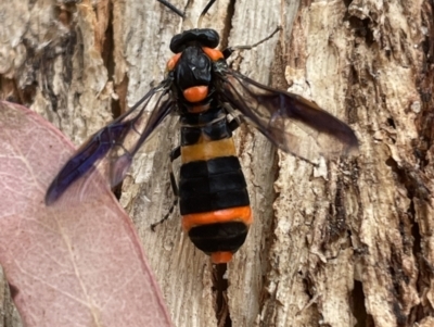 Pterygophorus cinctus at Templestowe, VIC - 18 Jan 2022 by Tepidduck1