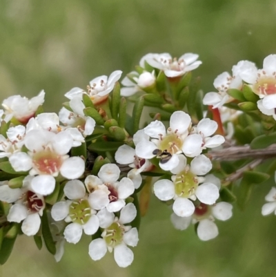 Baeckea utilis (Mountain Baeckea) at Paddys River, ACT - 17 Jan 2022 by JaneR