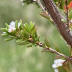 Baeckea utilis at Paddys River, ACT - 17 Jan 2022