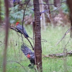 Callocephalon fimbriatum (Gang-gang Cockatoo) at Mongarlowe, NSW - 18 Jan 2022 by LisaH