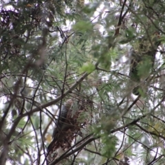 Callocephalon fimbriatum (Gang-gang Cockatoo) at Mongarlowe, NSW - 18 Jan 2022 by LisaH