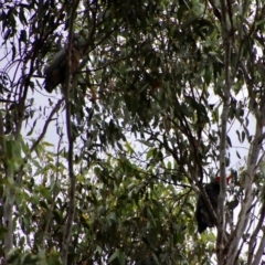 Callocephalon fimbriatum at Mongarlowe, NSW - suppressed