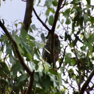 Callocephalon fimbriatum at Mongarlowe, NSW - suppressed