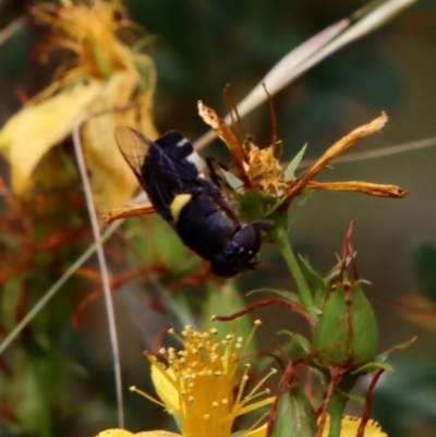 Odontomyia hunteri (Soldier fly) at Deakin, ACT - 13 Jan 2022 by LisaH