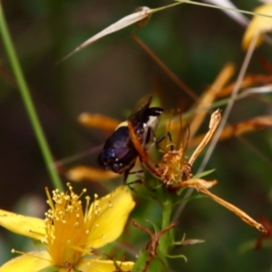 Odontomyia hunteri at Deakin, ACT - 13 Jan 2022