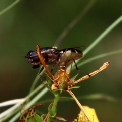 Odontomyia hunteri at Deakin, ACT - 13 Jan 2022