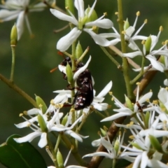 Cleridae sp. (family) (Checkered beetle) at Deakin, ACT - 13 Jan 2022 by LisaH