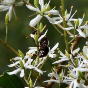 Cleridae sp. (family) at Deakin, ACT - 13 Jan 2022