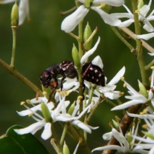 Cleridae sp. (family) at Deakin, ACT - 13 Jan 2022