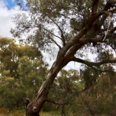 Chalcididae (family) at Deakin, ACT - 13 Jan 2022