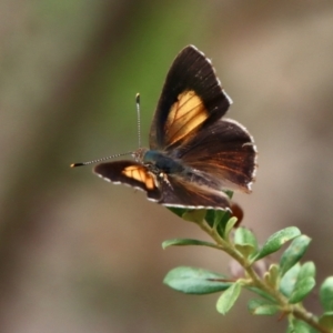 Paralucia pyrodiscus at Deakin, ACT - 13 Jan 2022