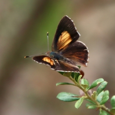 Paralucia pyrodiscus (Fiery Copper) at Deakin, ACT - 13 Jan 2022 by LisaH