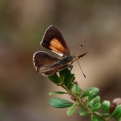 Paralucia pyrodiscus at Deakin, ACT - 13 Jan 2022