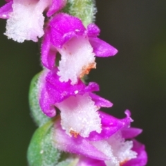 Spiranthes australis (Austral Ladies Tresses) at Cotter River, ACT - 17 Jan 2022 by Harrisi