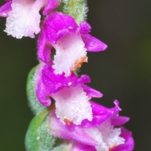 Spiranthes australis at Cotter River, ACT - suppressed