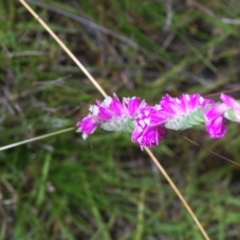 Spiranthes australis at Cotter River, ACT - 17 Jan 2022