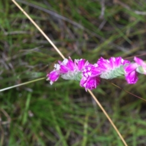 Spiranthes australis at Cotter River, ACT - 17 Jan 2022