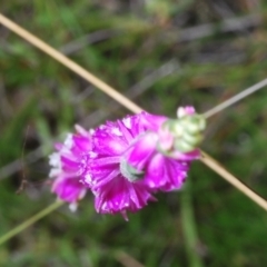 Spiranthes australis at Cotter River, ACT - suppressed