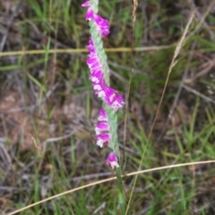 Spiranthes australis at Cotter River, ACT - suppressed