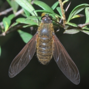 Comptosia sp. (genus) at Cotter River, ACT - 17 Jan 2022