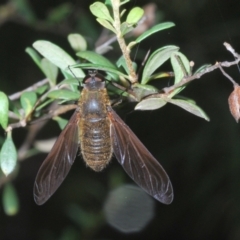 Comptosia (genus) at Cotter River, ACT - 17 Jan 2022 03:10 PM