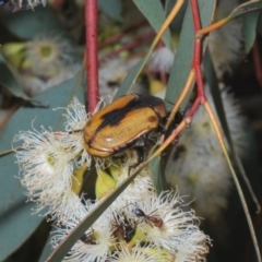 Chondropyga dorsalis at Coree, ACT - 17 Jan 2022