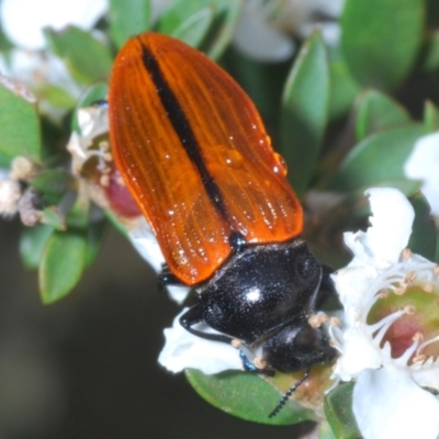 Castiarina rufipennis (Jewel beetle) at Cotter River, ACT - 17 Jan 2022 by Harrisi