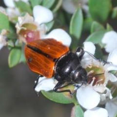 Castiarina rufipennis at Cotter River, ACT - 17 Jan 2022