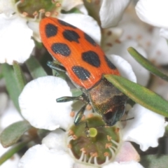 Castiarina octomaculata (A jewel beetle) at Cotter River, ACT - 17 Jan 2022 by Harrisi