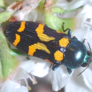 Castiarina flavopicta at Cotter River, ACT - 17 Jan 2022 07:54 PM