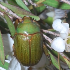 Paraschizognathus prasinus at Tianjara, NSW - 16 Jan 2022 by Harrisi