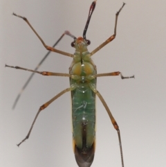 Rayieria acaciae (Acacia-spotting bug) at Evatt, ACT - 8 Jan 2022 by TimL