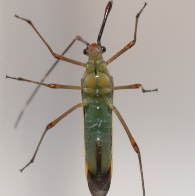 Rayieria acaciae (Acacia-spotting bug) at Evatt, ACT - 8 Jan 2022 by TimL
