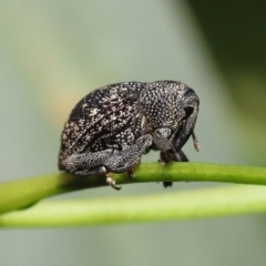 Cleogonini sp. (tribe) (Weevil) at ANBG - 16 Jan 2022 by TimL