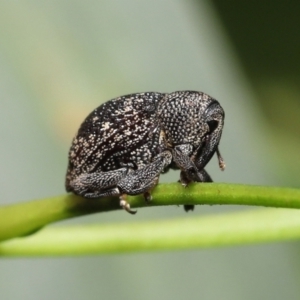 Cleogonini sp. (tribe) at Acton, ACT - 16 Jan 2022