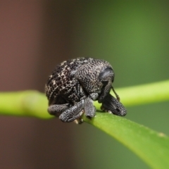 Cleogonini sp. (tribe) at Acton, ACT - 16 Jan 2022