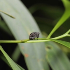 Cleogonini sp. (tribe) at Acton, ACT - 16 Jan 2022 12:07 PM