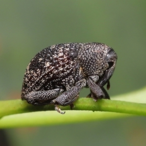 Cleogonini sp. (tribe) at Acton, ACT - 16 Jan 2022 12:07 PM