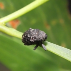 Cleogonini sp. (tribe) at Acton, ACT - 16 Jan 2022