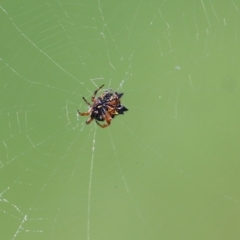 Austracantha minax (Christmas Spider, Jewel Spider) at Pambula, NSW - 3 Jan 2022 by KylieWaldon