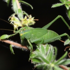 Caedicia simplex (Common Garden Katydid) at ANBG - 14 Jan 2022 by TimL