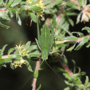 Caedicia simplex at Acton, ACT - 14 Jan 2022