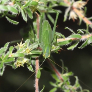 Caedicia simplex at Acton, ACT - 14 Jan 2022