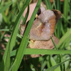 Heteronympha merope (Common Brown Butterfly) at Pambula, NSW - 3 Jan 2022 by KylieWaldon