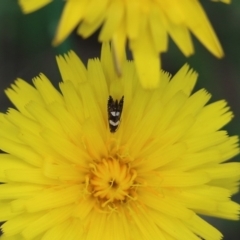 Glyphipterix meteora at Pambula, NSW - 3 Jan 2022 by KylieWaldon