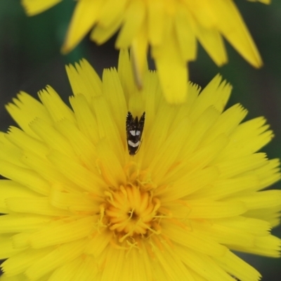 Glyphipterix chrysoplanetis (A Sedge Moth) at Pambula, NSW - 3 Jan 2022 by KylieWaldon
