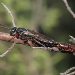 Thynninae (subfamily) (Smooth flower wasp) at ANBG - 14 Jan 2022 by TimL